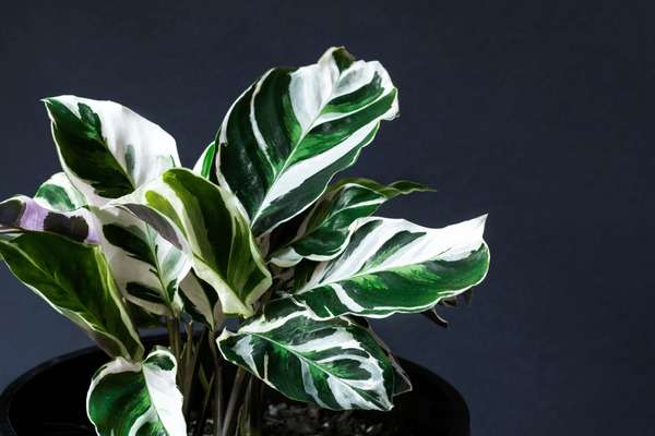 142 Calathea White Fusion Royalty-Free Photos and Stock Images |  Shutterstock